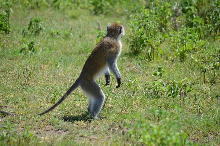 3-Day Private Safari: Tarangire, Ngorongoro Crater & Lake Manyara photo 4