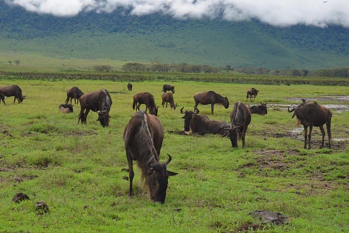 4-Day Tarangire, Serengeti & Ngorongoro Crater Safari from Arusha photo 3