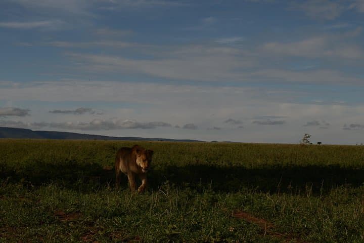 4-Day Tarangire, Serengeti & Ngorongoro Crater Safari from Arusha photo 4