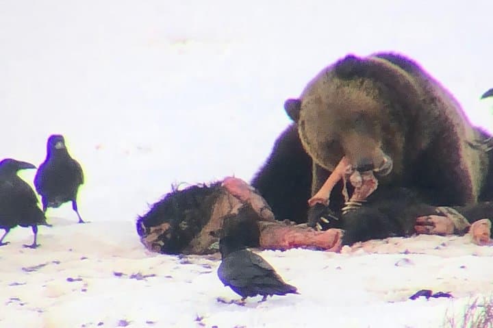 Winter Wolf Watching and Wildlife Safari in Yellowstone’s Lamar Valley photo 3