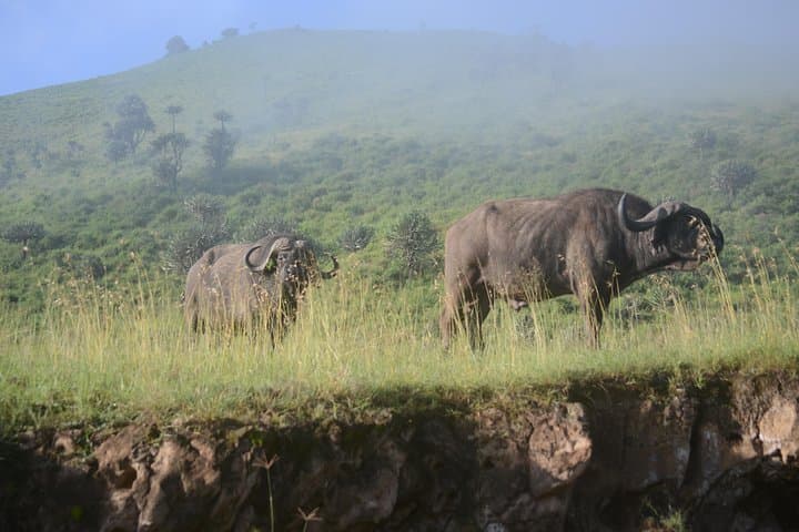 6-Day Safari: Serengeti, Tarangire, Ngorongoro & Lake Manyara Lodge and Camping Tour photo 4
