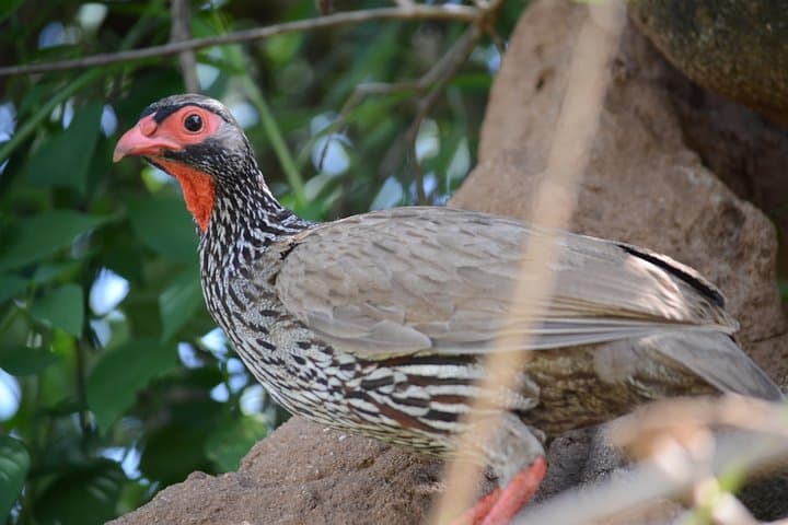 6-Day Safari: Serengeti, Tarangire, Ngorongoro & Lake Manyara Lodge and Camping Tour photo 5