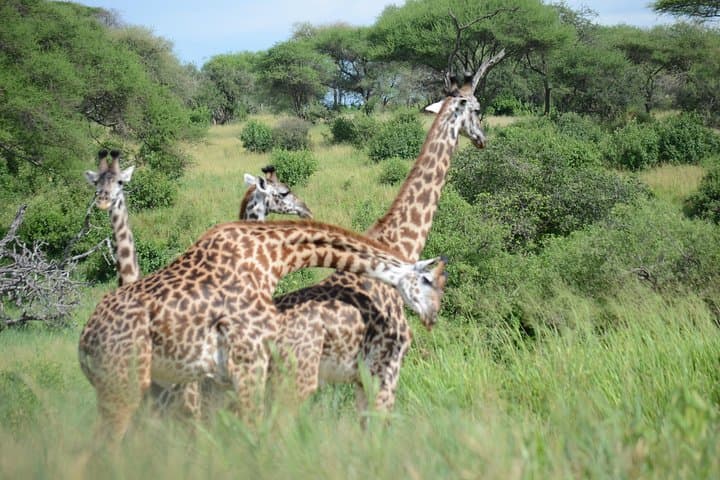 6-Day Safari: Serengeti, Tarangire, Ngorongoro & Lake Manyara Lodge and Camping Tour photo 6