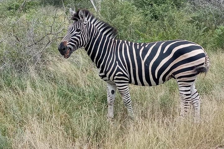 Pilanesberg Safari Day Tour: Big Five Game Drive from Sun City photo 2