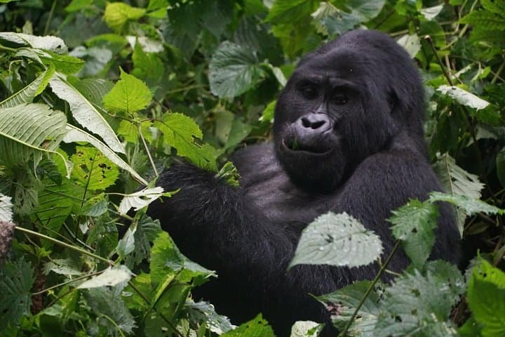 2-Day Gorilla Trekking in Uganda — Bwindi & Mgahinga Mountain Gorillas
