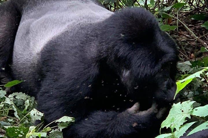 2-Day Gorilla Trekking in Uganda — Bwindi & Mgahinga Mountain Gorillas photo 4