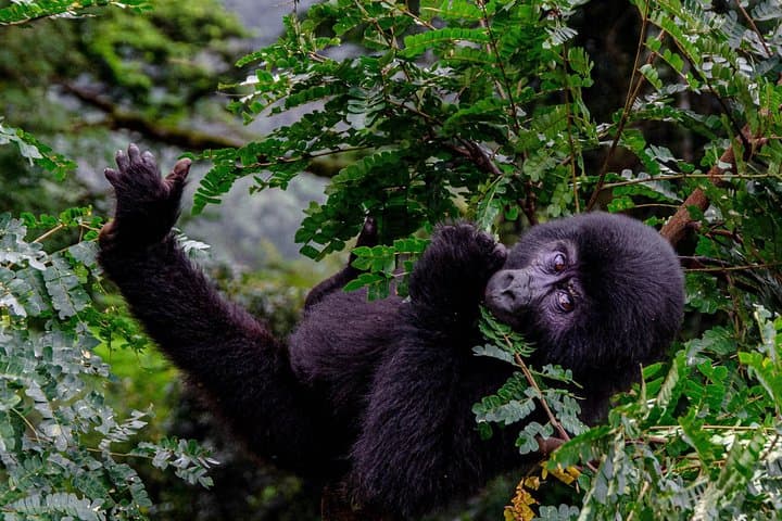 2-Day Gorilla Trekking in Uganda — Bwindi & Mgahinga Mountain Gorillas photo 5