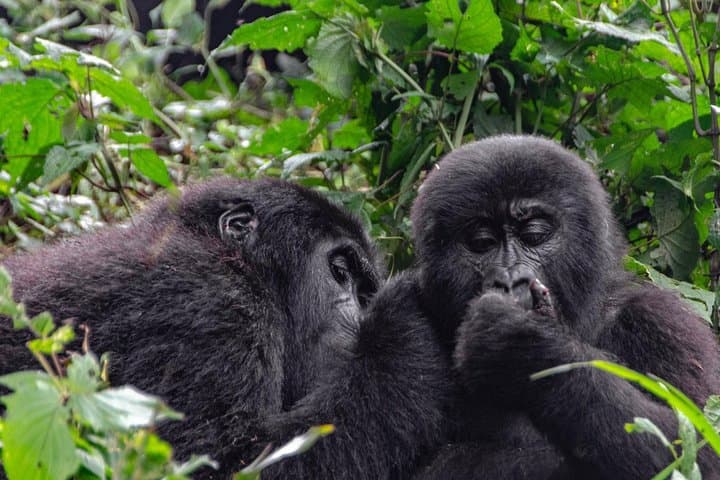 2-Day Gorilla Trekking in Uganda — Bwindi & Mgahinga Mountain Gorillas photo 6