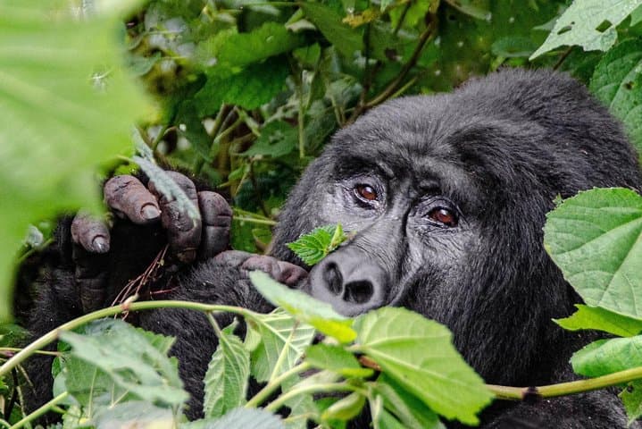 2-Day Gorilla Trekking in Rwanda — Volcanoes National Park Adventure photo 2