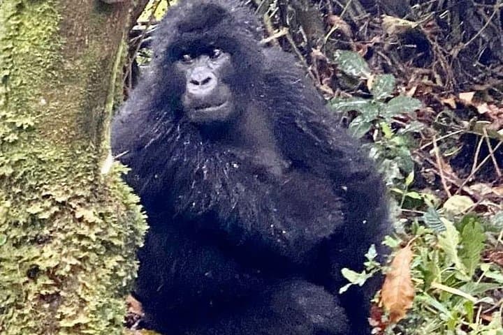 2-Day Gorilla Trekking in Rwanda — Volcanoes National Park Adventure photo 4