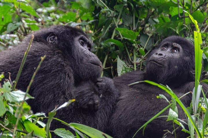 2-Day Gorilla Trekking in Rwanda — Volcanoes National Park Adventure photo 5
