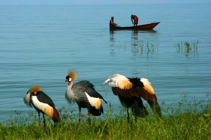 Short Safari: 3-Night Queen Elizabeth National Park Retreat photo 3