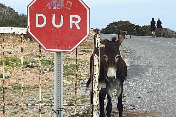 Karpaz Peninsula Day Tour — Wild Donkeys, Apostolos Andreas & Mediterranean Swim photo 4