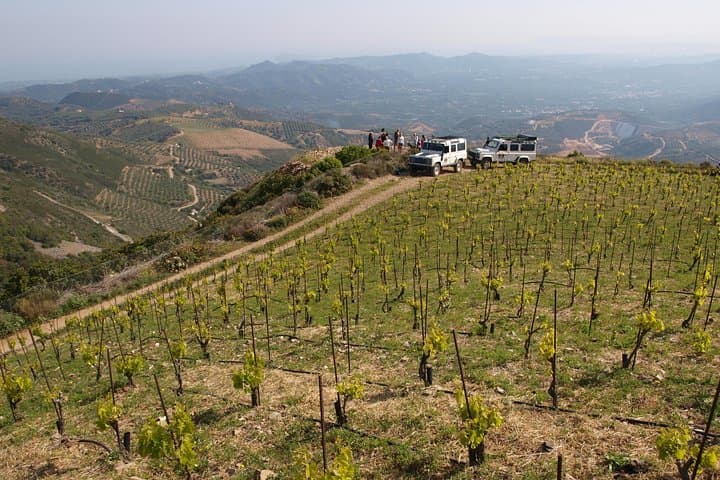 Off-Road to the Vines: Half-Day Chania Vineyard & Manousakis Winery Tour photo 4