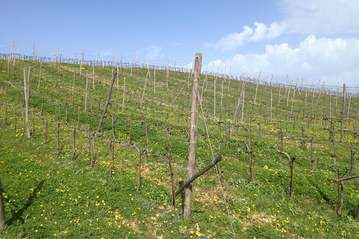 Off-Road to the Vines: Half-Day Chania Vineyard & Manousakis Winery Tour photo 5