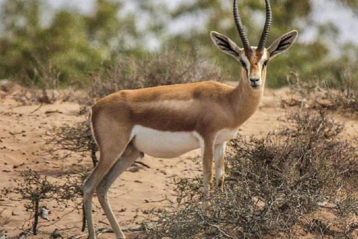 Souss Massa National Park Day Tour from Agadir — Wildlife, Dunes & Conservation Center photo 2