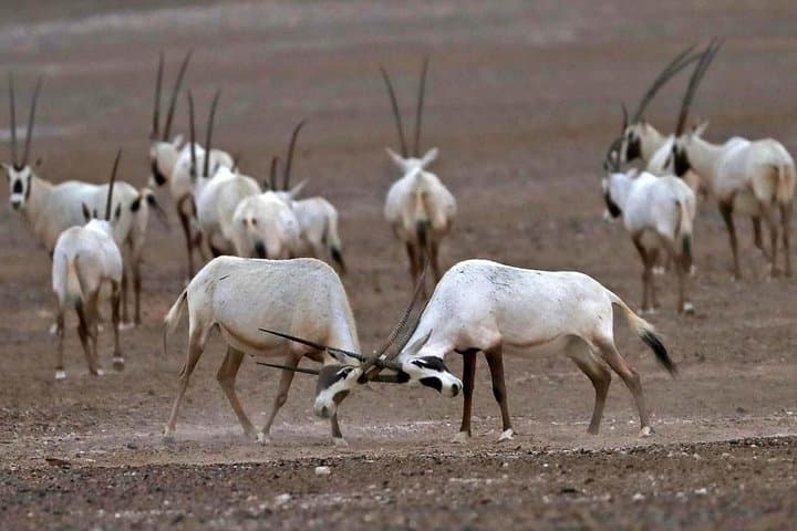 Souss Massa National Park Day Tour from Agadir — Wildlife, Dunes & Conservation Center photo 3