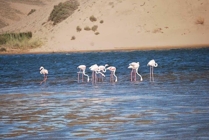 Souss Massa National Park Day Tour from Agadir — Wildlife, Dunes & Conservation Center photo 6