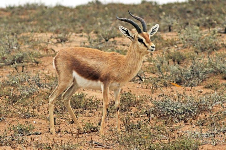 Souss-Massa National Park Half-Day Wildlife Tour from Agadir photo 5