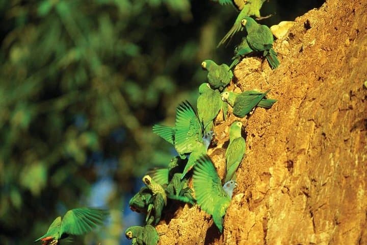 Refugio Amazonas 5-Day: Macaw Clay Licks, Canopy Tower & Oxbow Lakes