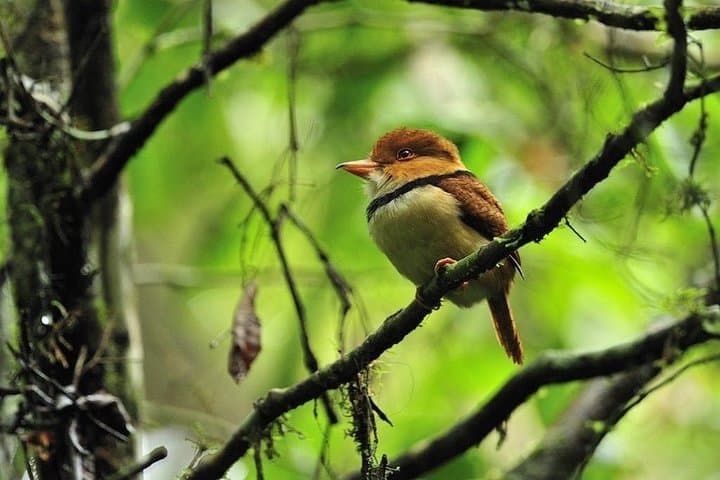 Refugio Amazonas 5-Day: Macaw Clay Licks, Canopy Tower & Oxbow Lakes photo 3