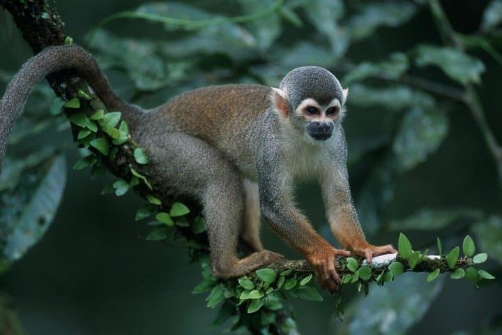 Refugio Amazonas 5-Day: Macaw Clay Licks, Canopy Tower & Oxbow Lakes photo 5