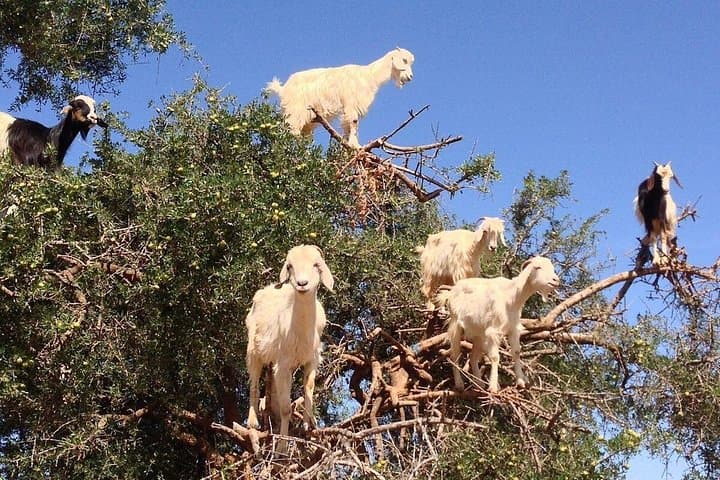 Private Day Trip from Marrakech to Essaouira — Beach, Fortified Medina & Argan Cooperatives photo 1