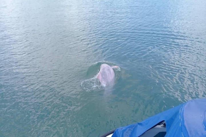 Koh Samui Pink Dolphins, Koh Tan Snorkel & Pig Island Day Trip photo 5