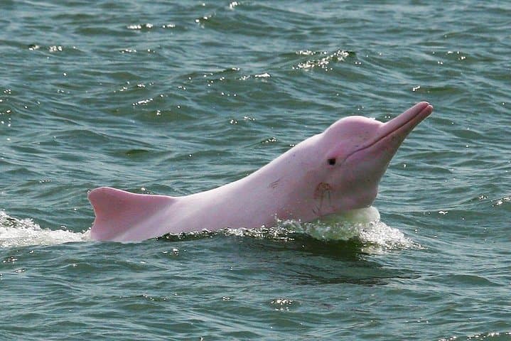 Koh Samui Pink Dolphins, Koh Tan Snorkel & Pig Island Day Trip