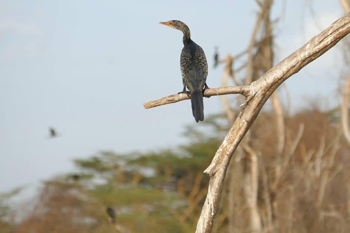 3-Day Maasai Mara Wildebeest Migration Safari: Big Five, Balloon Options & Game Drives photo 4