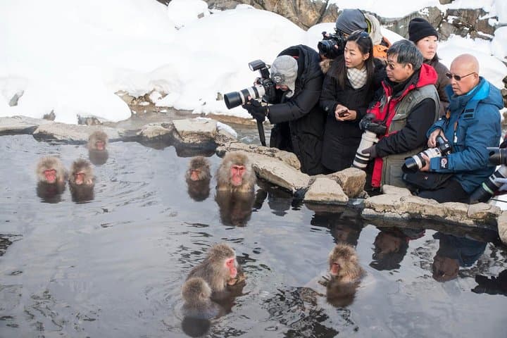 Full-Day Nagano Tour: Snow Monkeys, Zenko-ji, Obuse & Onsen