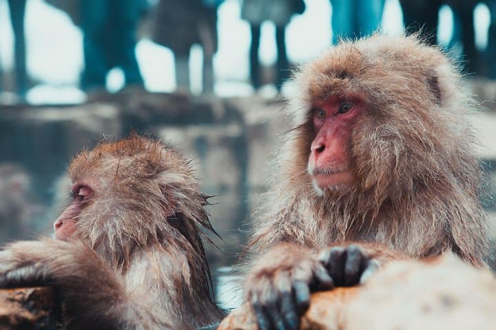 Full-Day Nagano Tour: Snow Monkeys, Zenko-ji, Obuse & Onsen photo 2
