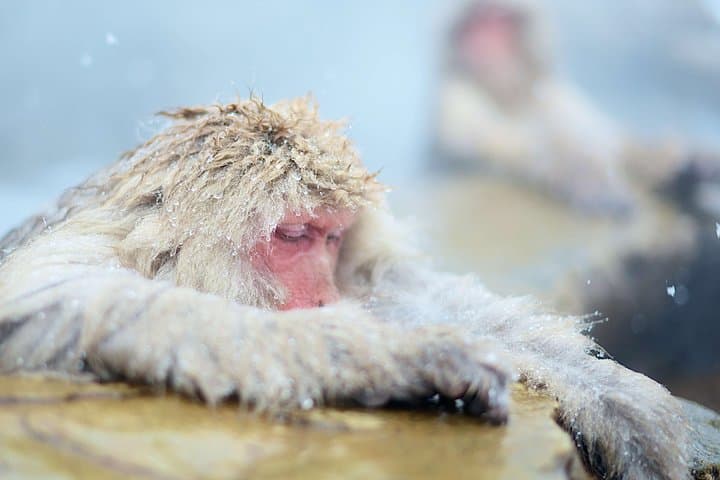 Full-Day Nagano Tour: Snow Monkeys, Zenko-ji, Obuse & Onsen photo 3