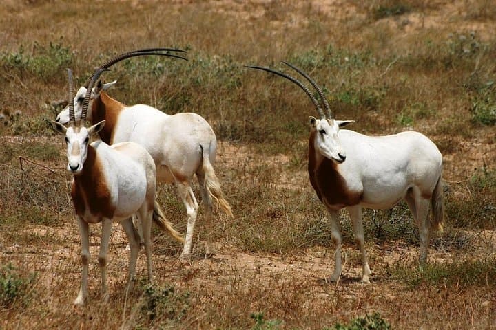 Souss-Massa National Park Half-Day Wildlife Tour from Agadir
