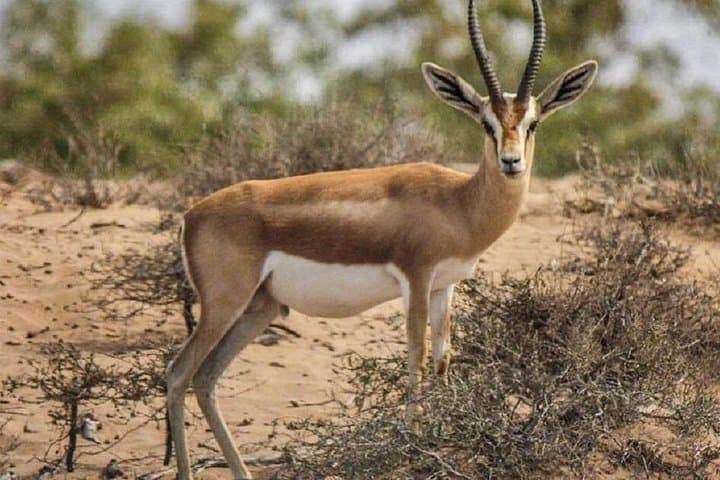 Souss-Massa National Park Half-Day Wildlife Tour from Agadir photo 3