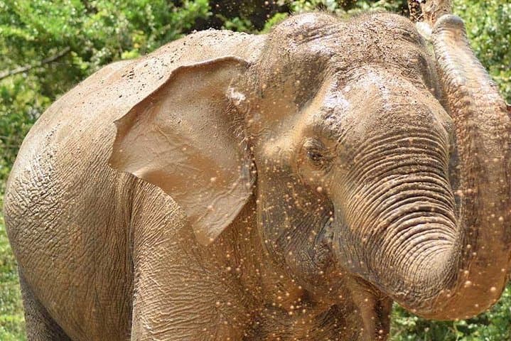 Udawalawe Safari from Bentota: Guaranteed Elephant Game Drive