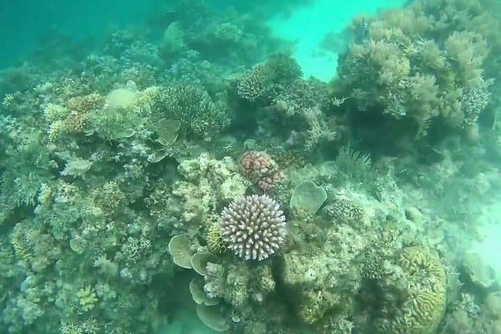 Snorkeling at Misali Island: Pemba's Coral Gardens & Turtle Routes photo 2