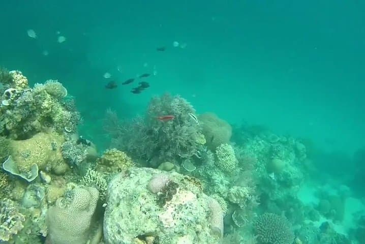 Snorkeling at Misali Island: Pemba's Coral Gardens & Turtle Routes photo 3