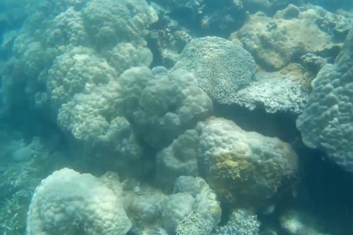 Snorkeling at Misali Island: Pemba's Coral Gardens & Turtle Routes photo 5