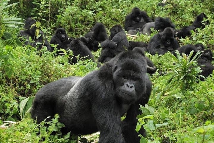 Bwindi Mountain Gorilla Trek: 3 Nights in Uganda's Misty Forest