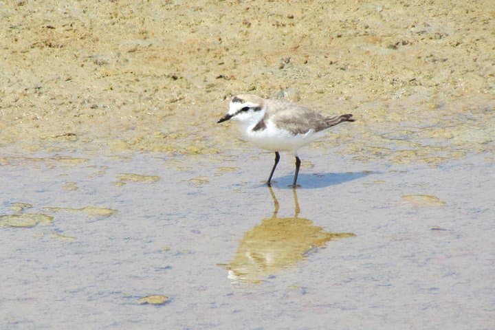 Algarve Birdwatching Week: Ria de Alvor to Castro Verde Wildlife Tour photo 4