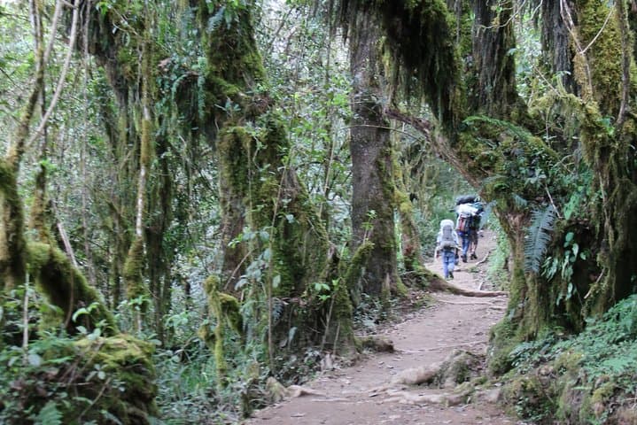 Mount Kilimanjaro Day Hike: Marangu Gate to Mandara Hut photo 4