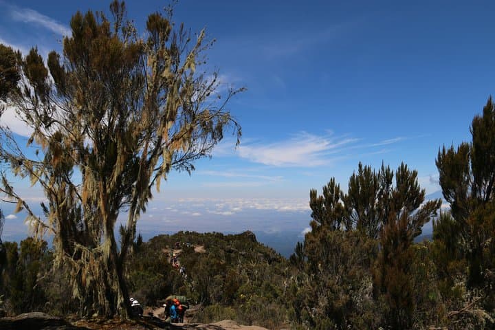 Mount Kilimanjaro Day Hike: Marangu Gate to Mandara Hut photo 6