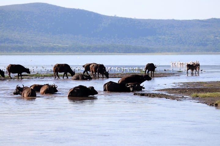 2-Day Hell's Gate & Lake Nakuru Safari from Nairobi — Biking, Boat Ride & Game Drives photo 4