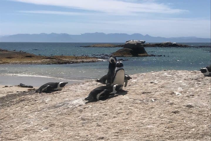 Cape Agulhas Full-Day Private Tour: Southern Tip, Penguins & Whale Watching photo 6