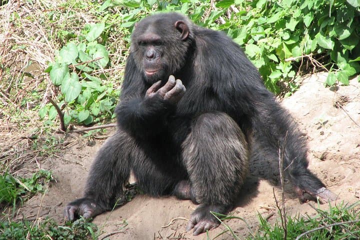 Ol Pejeta Conservancy Day Safari from Nairobi — Chimp Sanctuary & Rhino Viewing photo 1