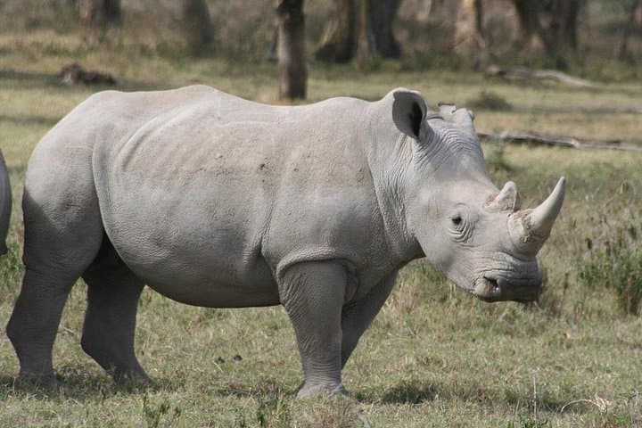 Ol Pejeta Conservancy Day Safari from Nairobi — Chimp Sanctuary & Rhino Viewing photo 2