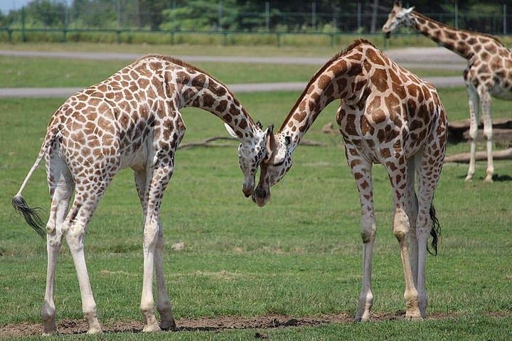 Ol Pejeta Conservancy Day Safari from Nairobi — Chimp Sanctuary & Rhino Viewing photo 4