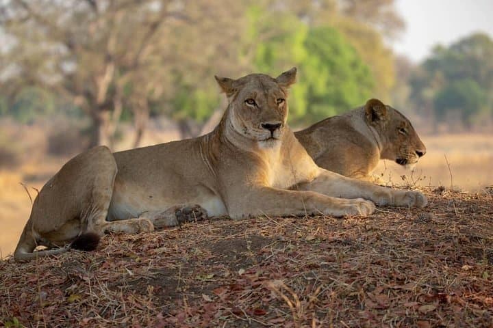 Day Safari to Nyerere (Selous) from Dar es Salaam — Full-Day Game Drive