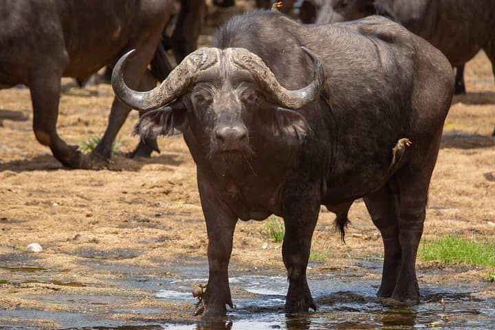 Day Safari to Nyerere (Selous) from Dar es Salaam — Full-Day Game Drive photo 3